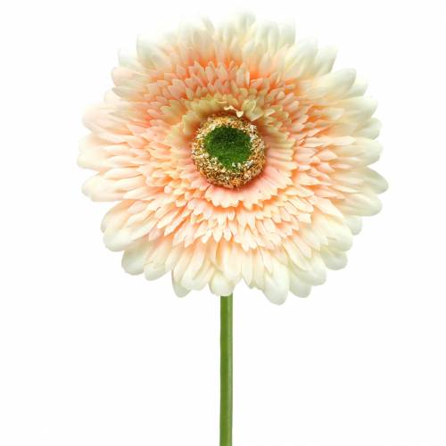 Floristik24 Gerbera pêche artificielle 62cm 6pcs