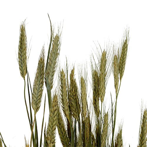 Article Décoration grain triticale en botte nature 1bundle