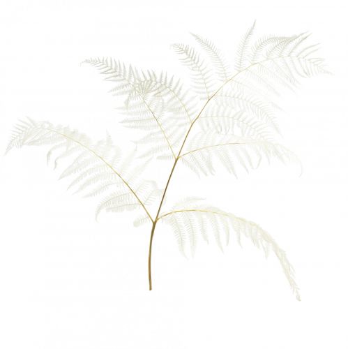 Article Fougère séchée décoration fougère fougère blanchie H75cm 10 pcs