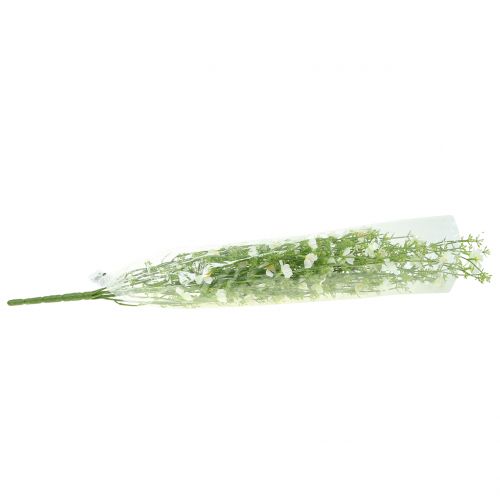 Floristik24 Ajonc blanc 60cm
