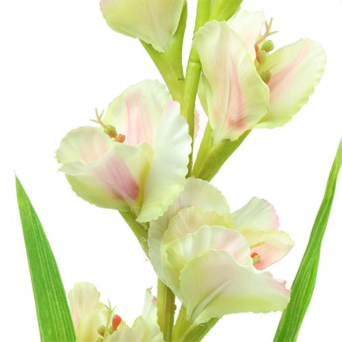 Floristik24 Glaïeul blanc 93 cm