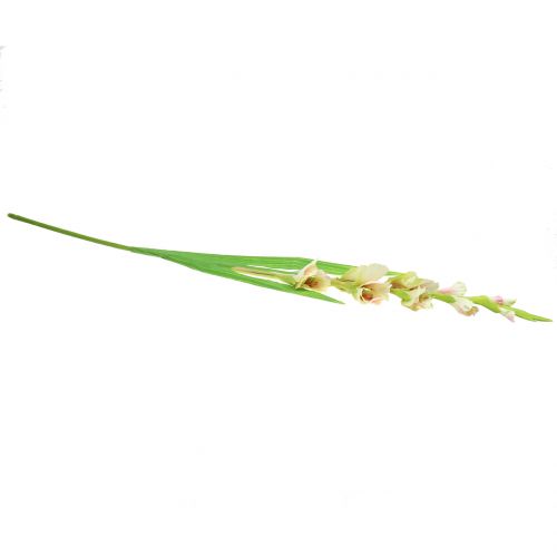 Floristik24 Glaïeul blanc 93 cm