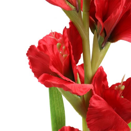 Floristik24 Glaïeul Rouge 93cm