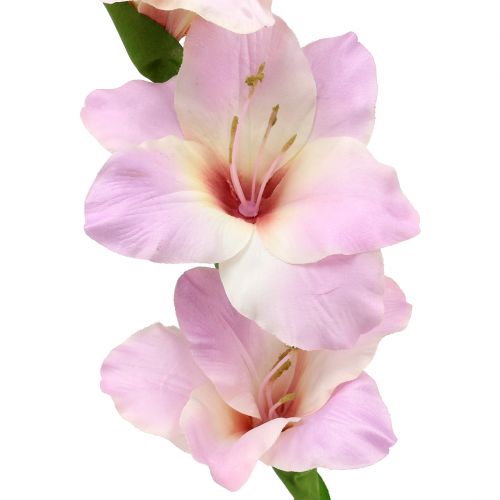Floristik24 Glaïeul crème-violet 86cm