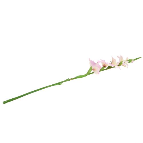 Floristik24 Glaïeul crème-violet 86cm