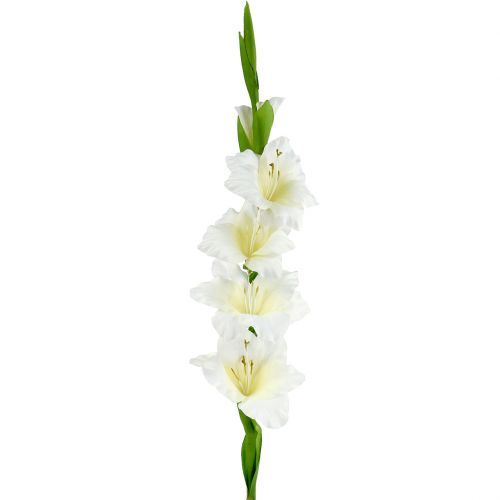 Floristik24 Glaïeul blanc artificiel 86 cm