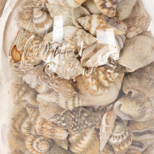 Bouteille décorative en verre avec coquillages et pendentif, décoration de table marine, 17 cm, 2 pièces | Floristik24.be