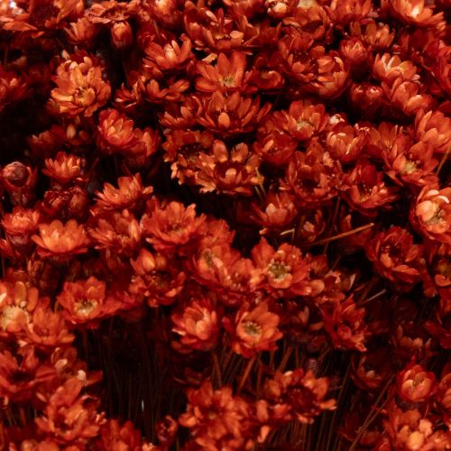 Article Bouquet de fleurs séchées, un ajout charmant aux vases ou compositions florales, 44 cm