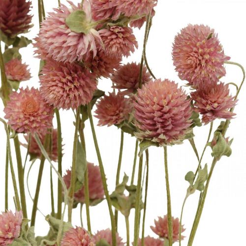 Floristik24 Boule Amarante, Gomphrena Globosa, Fleur d&#39;été, Fleur sèche Rose L49cm 50g