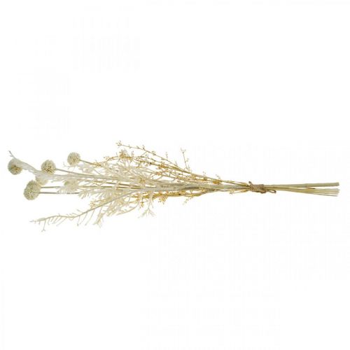 Article Herbes sèches herbe de pampa artificielle allium crème, beige H60cm