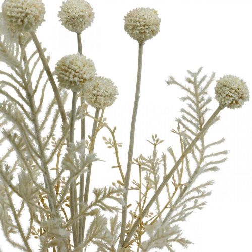 Article Herbes sèches herbe de pampa artificielle allium crème, beige H60cm