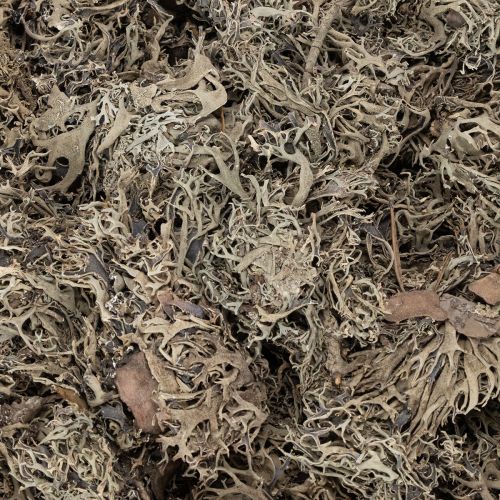 Mousse décorative grise pour loisirs créatifs, 500 g | Floristik24.be