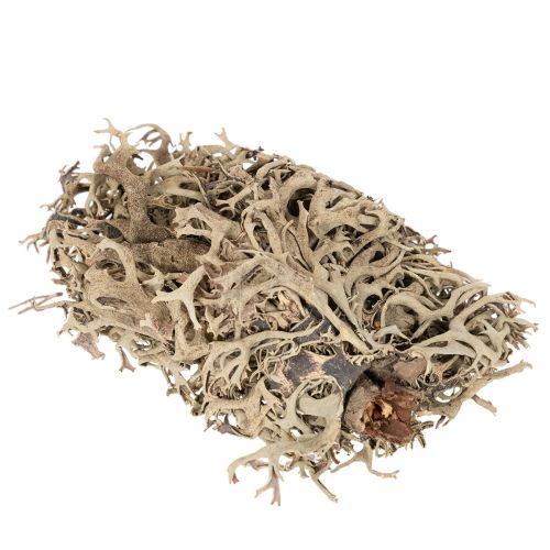 Mousse décorative grise pour loisirs créatifs, 500 g | Floristik24.be