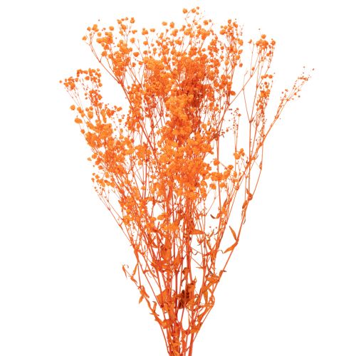 Bouquet de gypsophile séchée (75 cm, 100 g) acheter | Floristik24.be