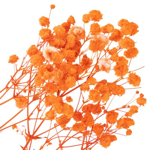 Bouquet de gypsophile séchée (75 cm, 100 g) | Floristik24.be