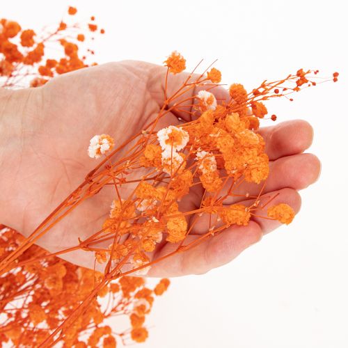 Bouquet de gypsophile séchée (75 cm, 100 g) | Floristik24.be