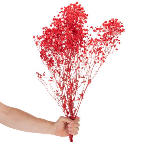 Bottes de gypsophile séchée (Gypsophila) de 75 cm, 100 g | Floristik24.be