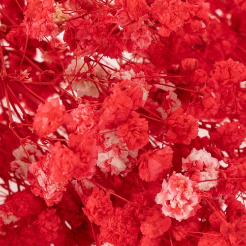 Bottes de gypsophile séchée (Gypsophila) de 75 cm, 100 g | Floristik24.be