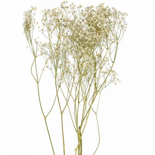 Gypsophile séchée, Floristique sèche, Gypsophile Blanc L64cm 20g