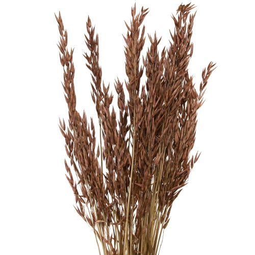 Article Avoine décoration sèche herbe sèche marron L64cm 70-75g 2pcs