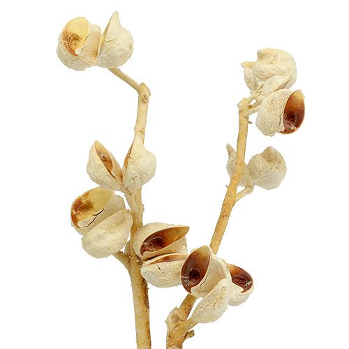 Article Hakea moyen 5-9 têtes par branche blanchies 25 pcs
