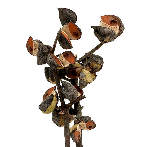 Floristik24 Hakea moyen naturel 5-9 têtes par branche 20 pcs