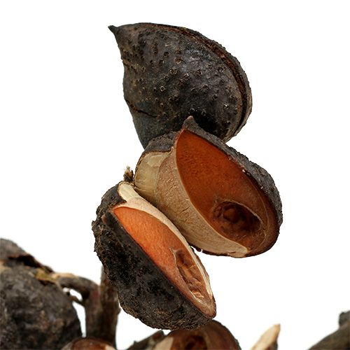 Article Hakea moyen naturel 5-9 têtes par branche 20 pcs