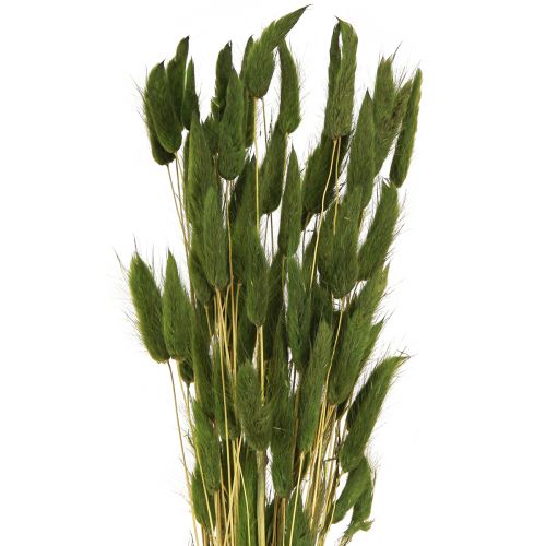 Queue de Lièvre Herbe Lagurus Vert Séché 50-60cm 50g