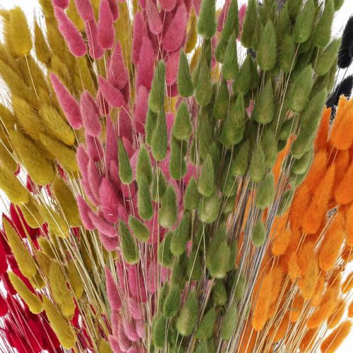 Article Herbe queue de lièvre Lagurus séchée colorée 60 cm 50 g