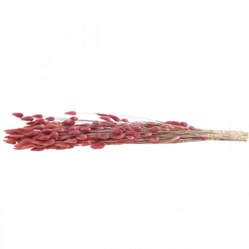Article Queue de Lapin Herbe Lagurus Séchée Rose Clair 60cm 50g