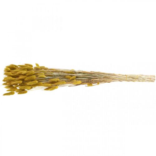 Article Queue de Lapin Herbe Lagurus Olive Séchée 60cm 50g