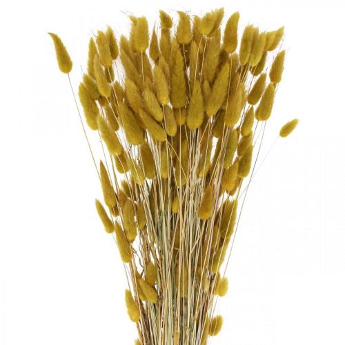 Queue de Lapin Herbe Lagurus Olive Séchée 60cm 50g
