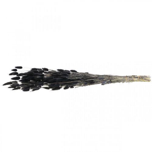Article Herbe queue de lièvre Lagurus séchée noire 60 cm 50 g