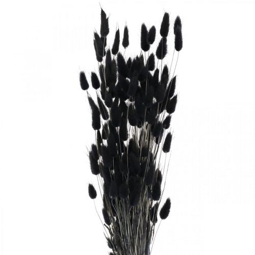 Floristik24 Herbe queue de lièvre Lagurus séchée noire 60 cm 50 g