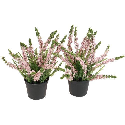 Floristik24 Balai bruyère Erika en pot rose H17cm lot de 2