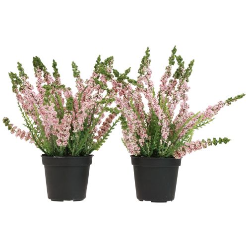 Article Balai bruyère Erika en pot rose H17cm lot de 2