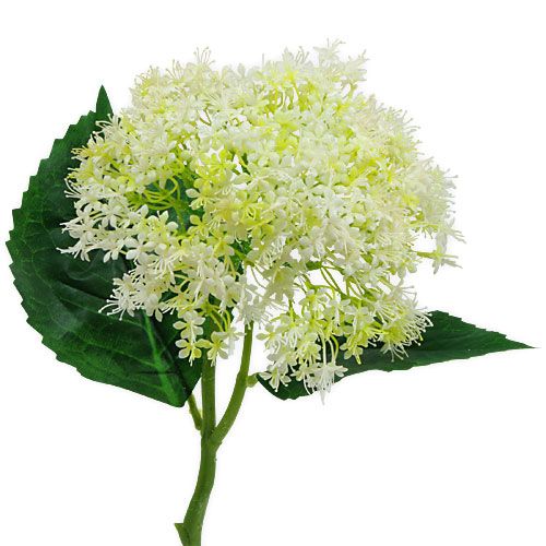 Floristik24 Sureau Blanc 42cm