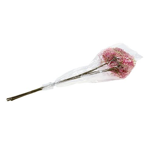 Floristik24 Branche de sureau blanc-rose L. 55 cm 4 p.