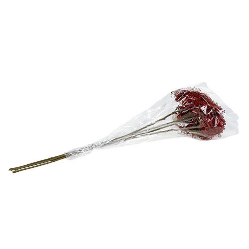 Floristik24 Branche de sureau rouge 55 cm 4 p.