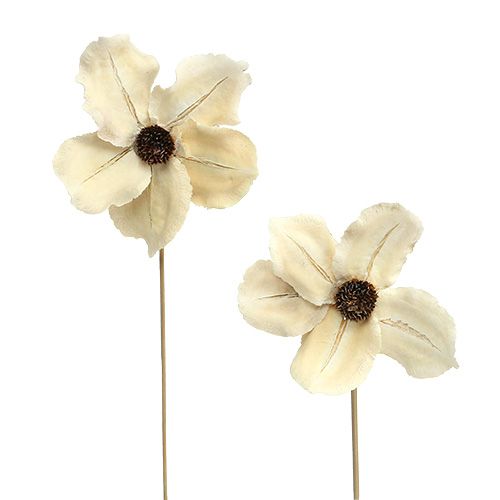 Article Fleur en bois sous forme de bouchon, blanchie Ø9-12cm L45cm 15 pièces