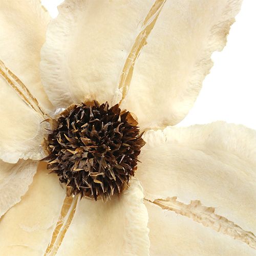 Article Fleur en bois sous forme de bouchon, blanchie Ø9-12cm L45cm 15 pièces