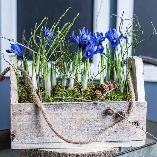 Article Boîte en bois pour la plantation, boîte à outils, boîte à plantes avec poignée, décoration bois 30cm