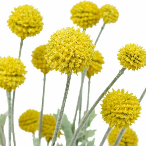 Floristik24 Pilon Jaune Craspedia Artificielle Fleurs En Soie