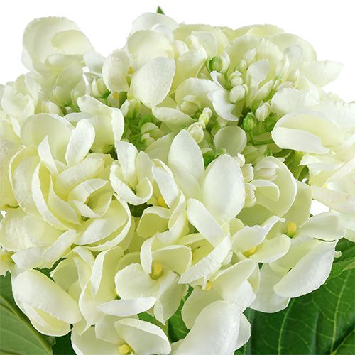 Floristik24 Hortensia 60cm blanc