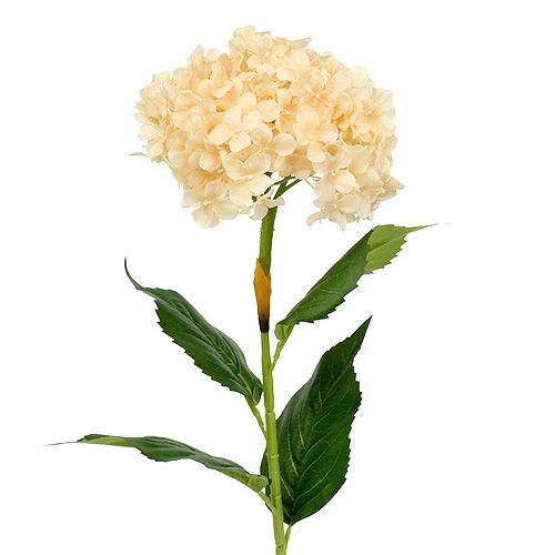 Floristik24 Hortensia crème 80 cm 1 p.