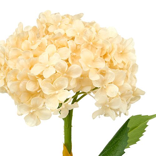 Floristik24 Hortensia crème 80 cm 1 p.