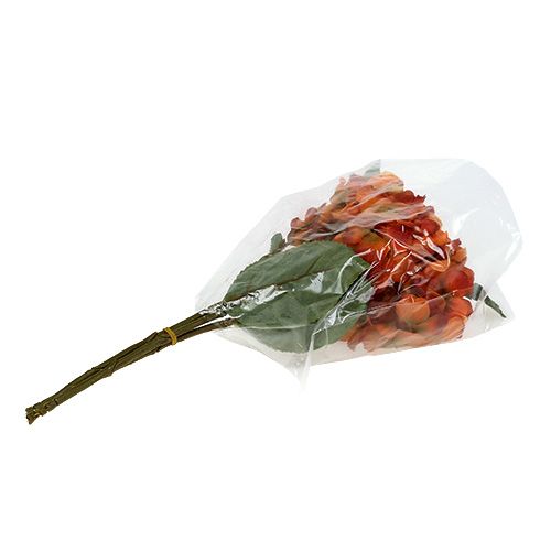 Floristik24 Hortensia orange 30cm 3pcs