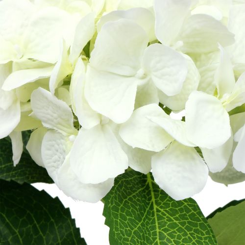 Floristik24 Hortensia blanc L. 54 cm 1 p.