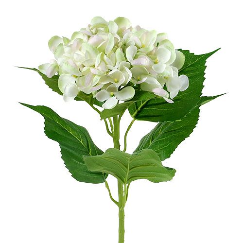 Hortensia blanc-vert 60cm | Floristik24.be