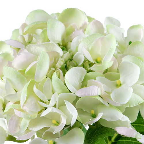 Hortensia blanc-vert 60cm | Floristik24.be